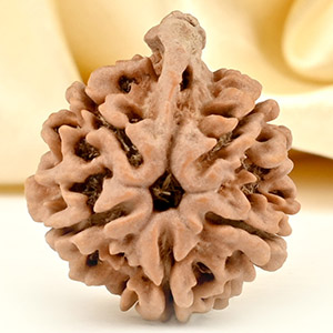 Ganesh Rudraksha 5 Mukhi from Nepal - LXXIII