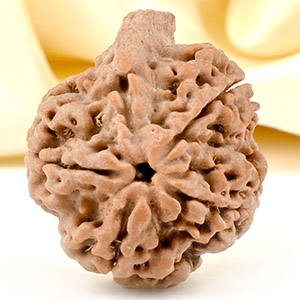 Ganesh Rudraksha 5 Mukhi from Nepal - LXXIV