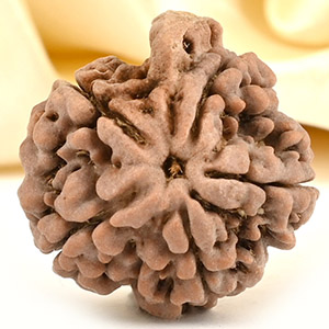 Ganesh Rudraksha 5 Mukhi from Nepal - LXXV