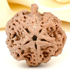 Ganesh Rudraksha 5 Mukhi from Nepal - LXXVI