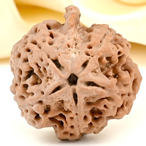 Ganesh Rudraksha 5 Mukhi from Nepal Large - I