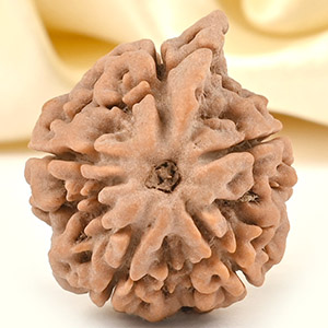 Ganesh Rudraksha 5 Mukhi from Nepal Large - II