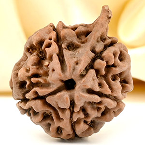 Ganesh Rudraksha 5 Mukhi from Nepal Large - III