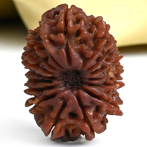 16 Mukhi from Nepal Small - XXII
