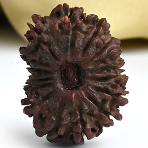 16 Mukhi from Nepal Small - XXIII