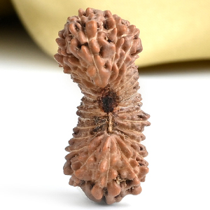 Collector 29 Mukhi from Java Indonesia - V