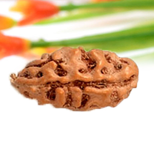 RJ01-S-One mukhi from Java Indonesia