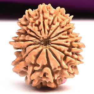16 Mukhi from Nepal Tiny XIII