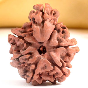 Savar Naag Rudraksha from Nepal 