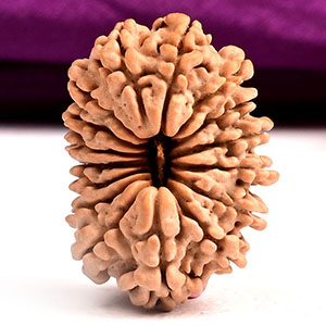 16 Mukhi from Nepal - CLX