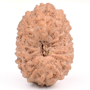 15 Mukhi from Java Indonesia Small - CCXXXVIII