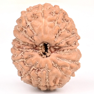 15 Mukhi from Java Indonesia Small - CCXLII