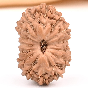 15 Mukhi from Java Indonesia Small - CCXLIII