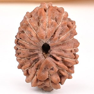 15 Mukhi from Java Indonesia Small - CCXLVI