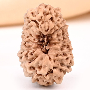 15 Mukhi from Java Indonesia - CLXXII