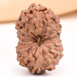 15 Mukhi from Java Indonesia - CLXXIII