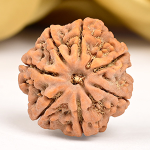 Collector 7 Mukhi from Nepal - DCLI