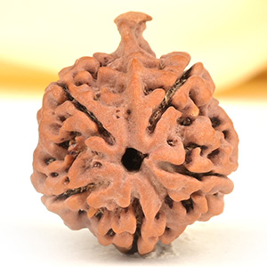 Ganesh Rudraksha 5 Mukhi from Nepal - LV