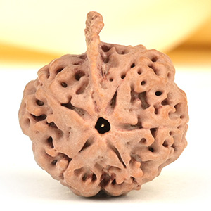 Ganesh Rudraksha 5 Mukhi from Nepal - LVI