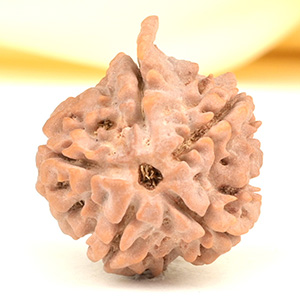 Ganesh Rudraksha 5 Mukhi from Nepal - LVII