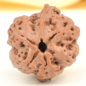 Ganesh Rudraksha 5 Mukhi from Nepal - LVIII