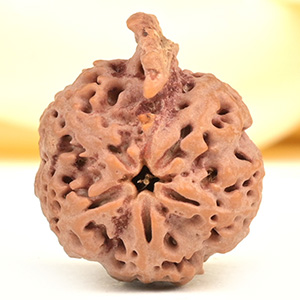 Ganesh Rudraksha 5 Mukhi from Nepal - LIX