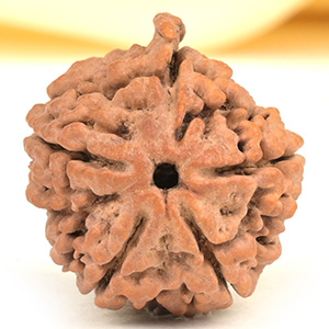 Ganesh Rudraksha 5 Mukhi from Nepal - LX