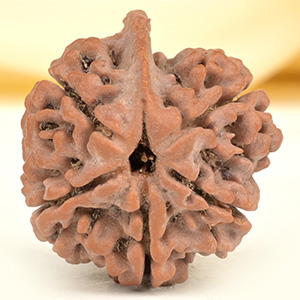 Ganesh Rudraksha 5 Mukhi from Nepal - LXI