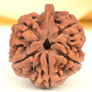 Ganesh Rudraksha 5 Mukhi from Nepal - LXII