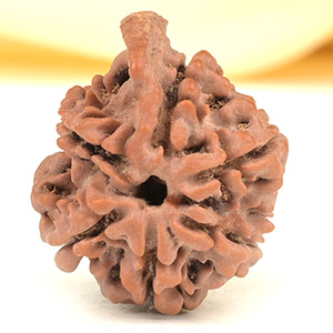 Ganesh Rudraksha 6 Mukhi from Nepal - XLVI