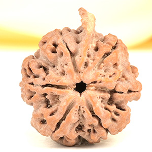 Ganesh Rudraksha 6 Mukhi from Nepal - XL