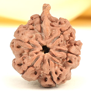 Ganesh Rudraksha 6 Mukhi from Nepal - XLVII