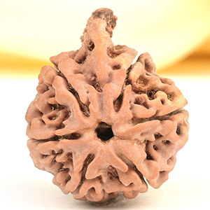 Ganesh Rudraksha 6 Mukhi from Nepal - XLIII