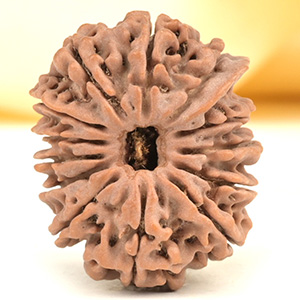 Ganesh Rudraksha 13 Mukhi from Nepal - II