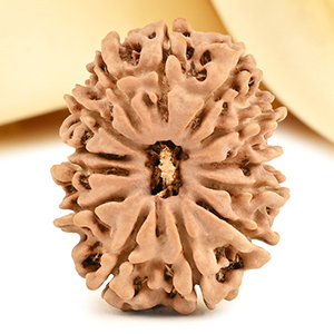 13 Mukhi from Nepal small - CDVIII