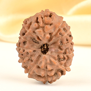 Collector 12 Mukhi from Java - CCXXVI