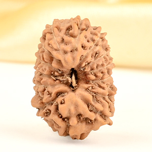 14 Mukhi from Java Indonesia Small - CDXX