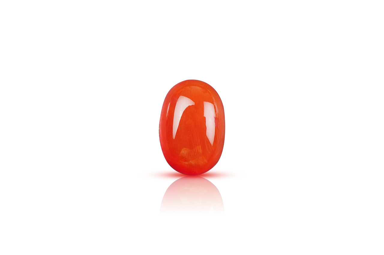 Red Italian Coral - 10.70 carats - III