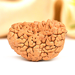1 Mukhi Half Moon Regular