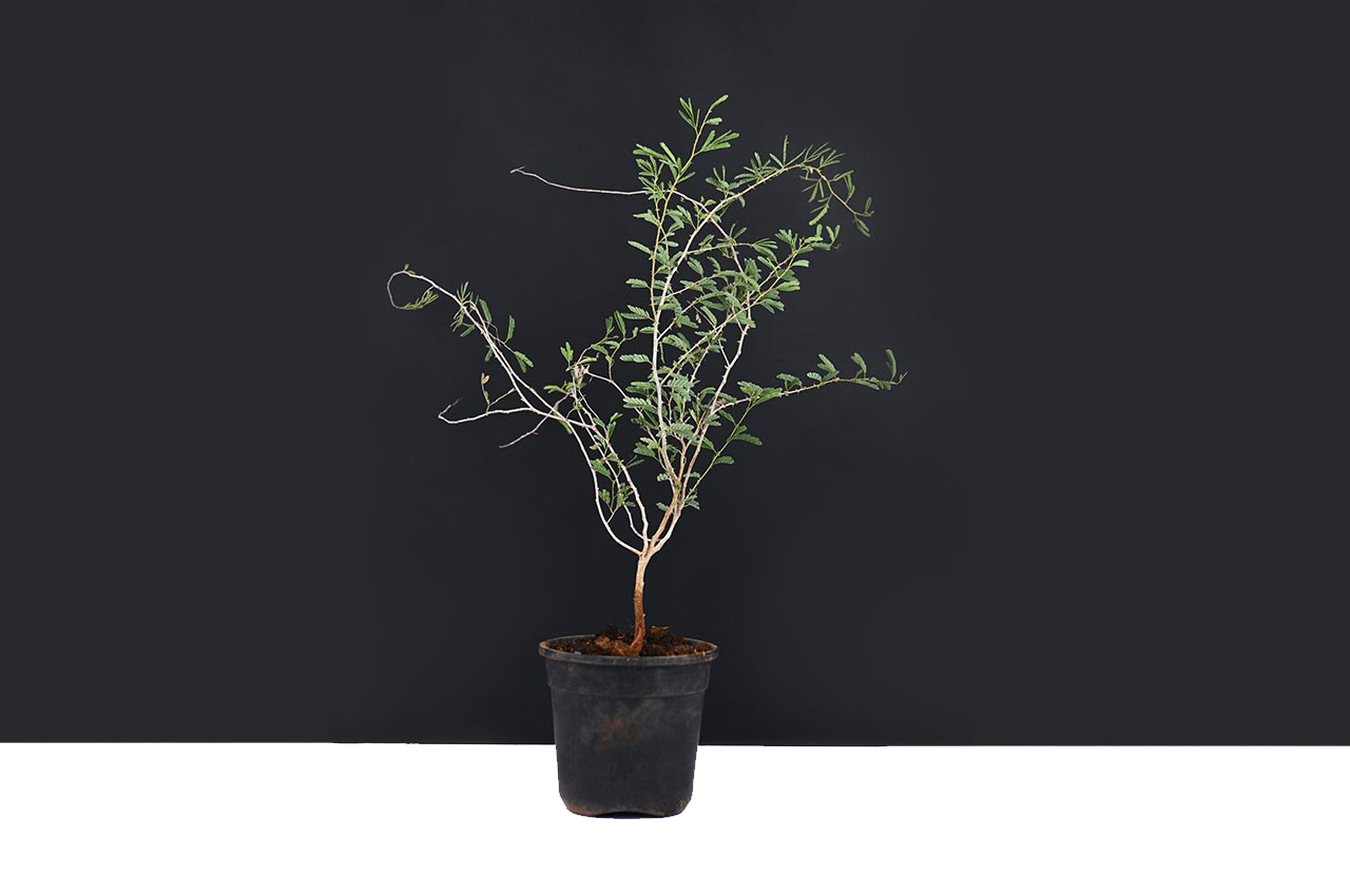 Shami Plant (For Saturn or Shani)