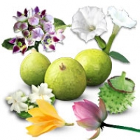 Fruits and Flowers