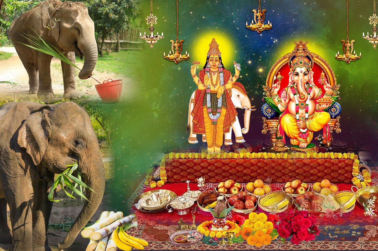 Feed Elephants for blessings Planet Jupiter and Lord Ganesha 1 Month