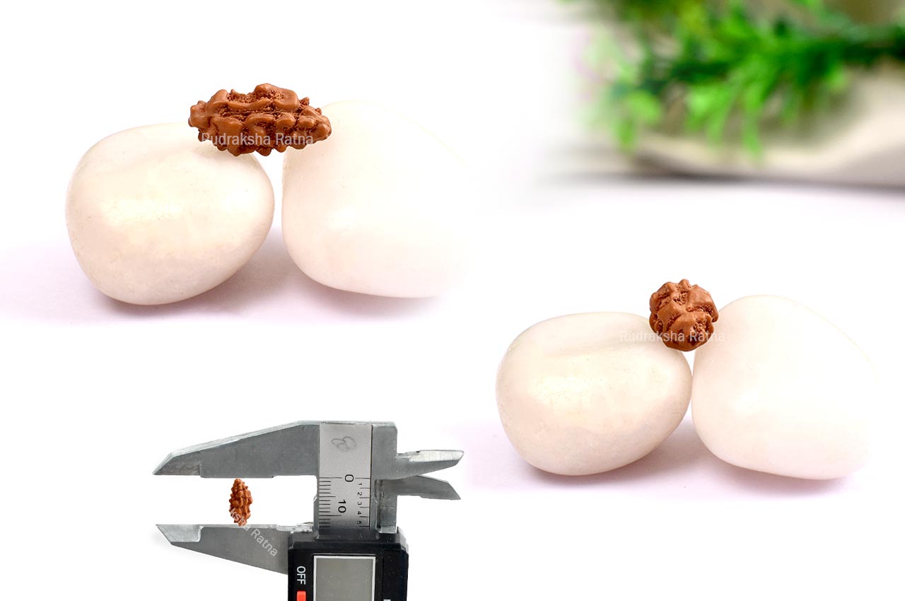 Collector One mukhi from Java -  LXXX