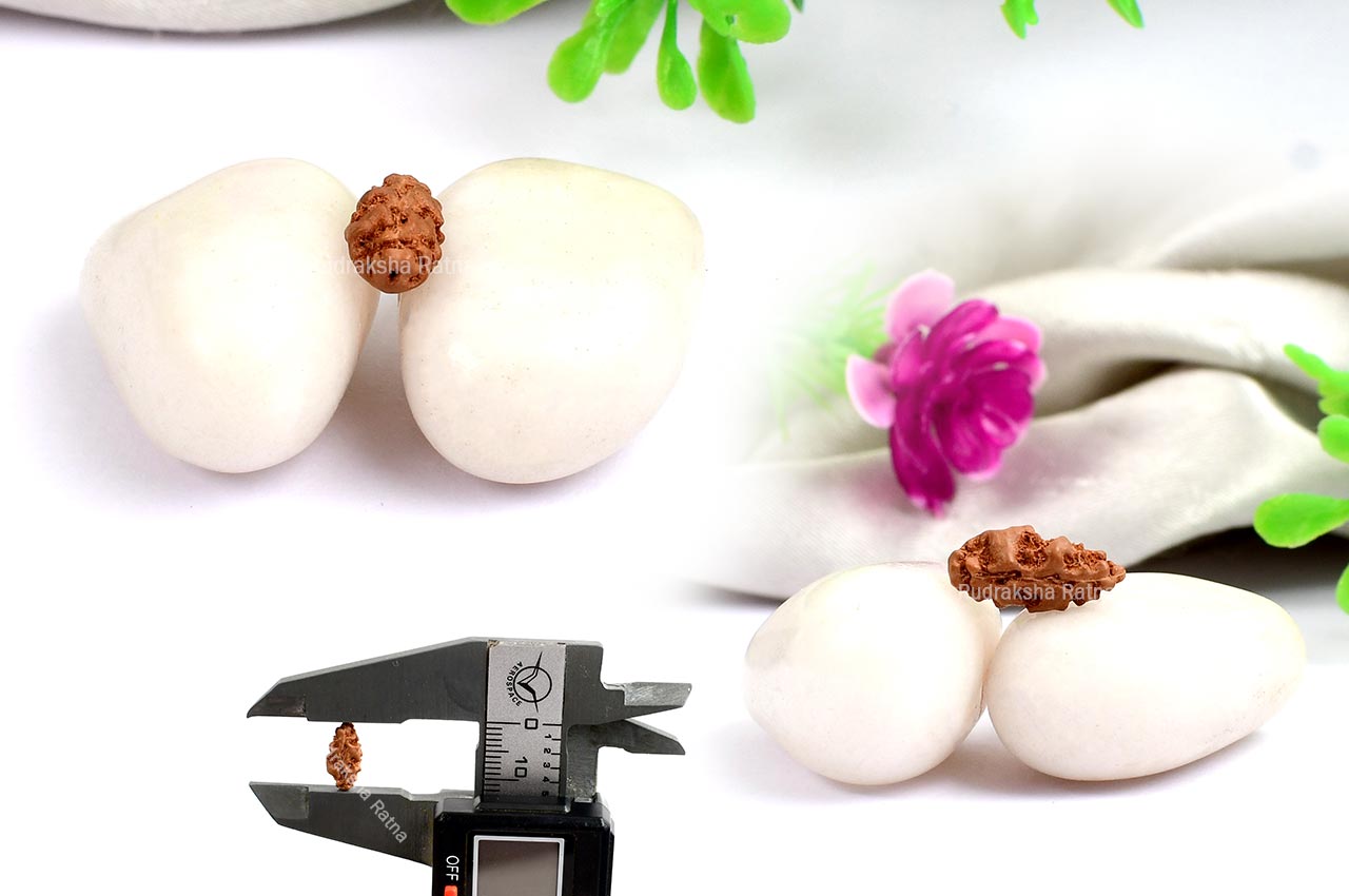 Collector One mukhi from Java - LXXIX