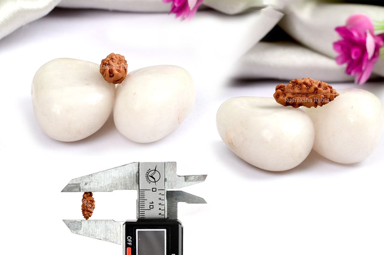 Collector One mukhi from Java Indonesia - LXXXVIII