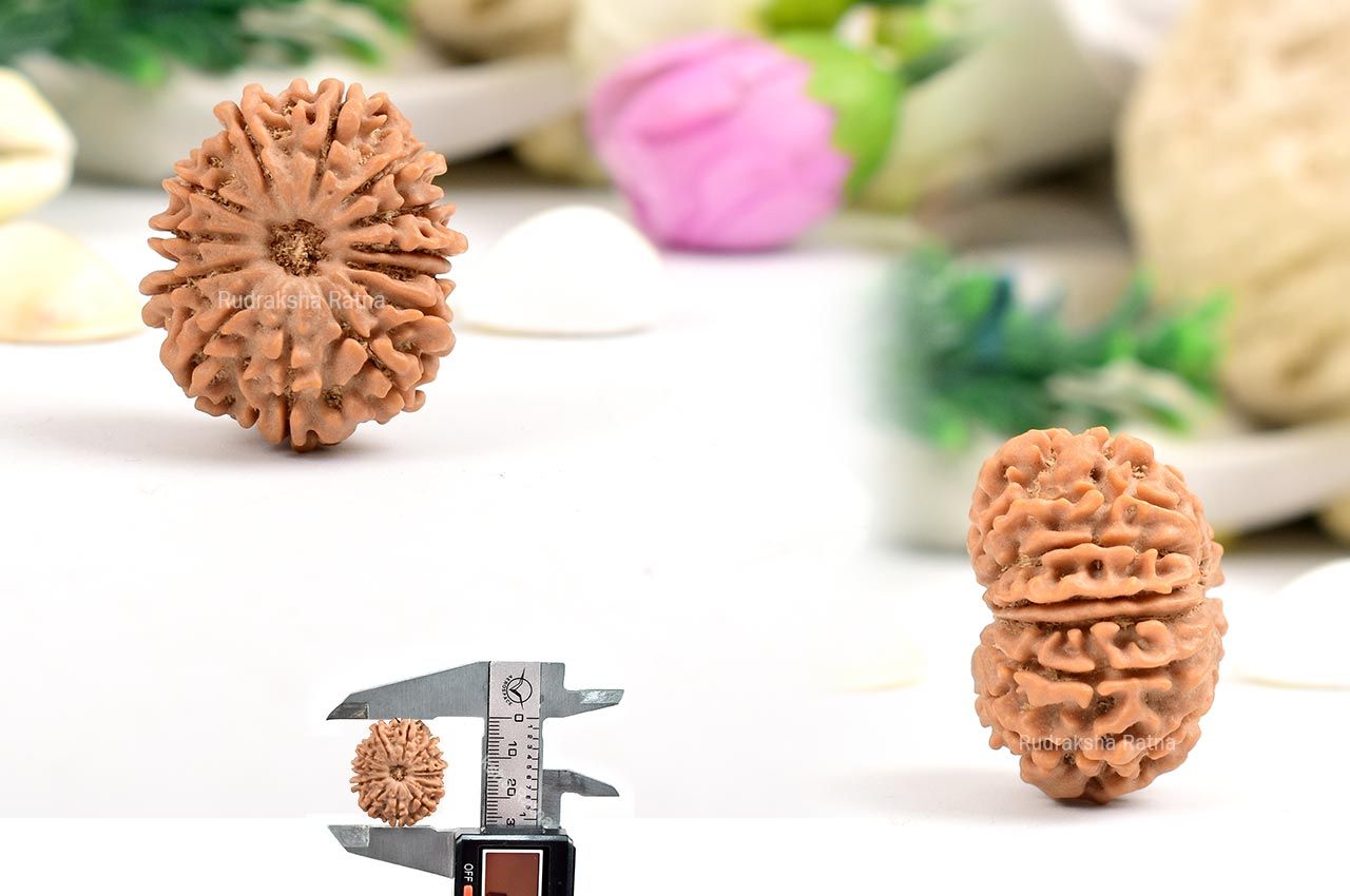 Thirteen Mukhi from Nepal - XCVII