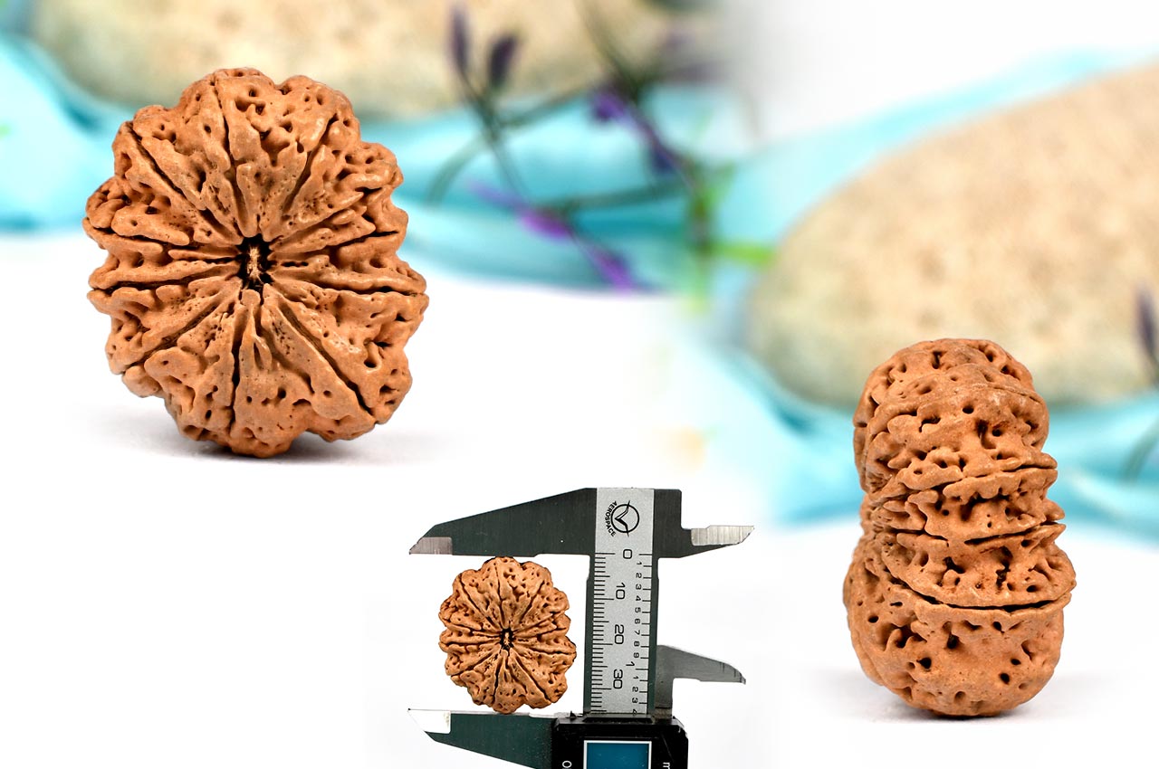 Super Collector Eleven Mukhi from Nepal - XXIII