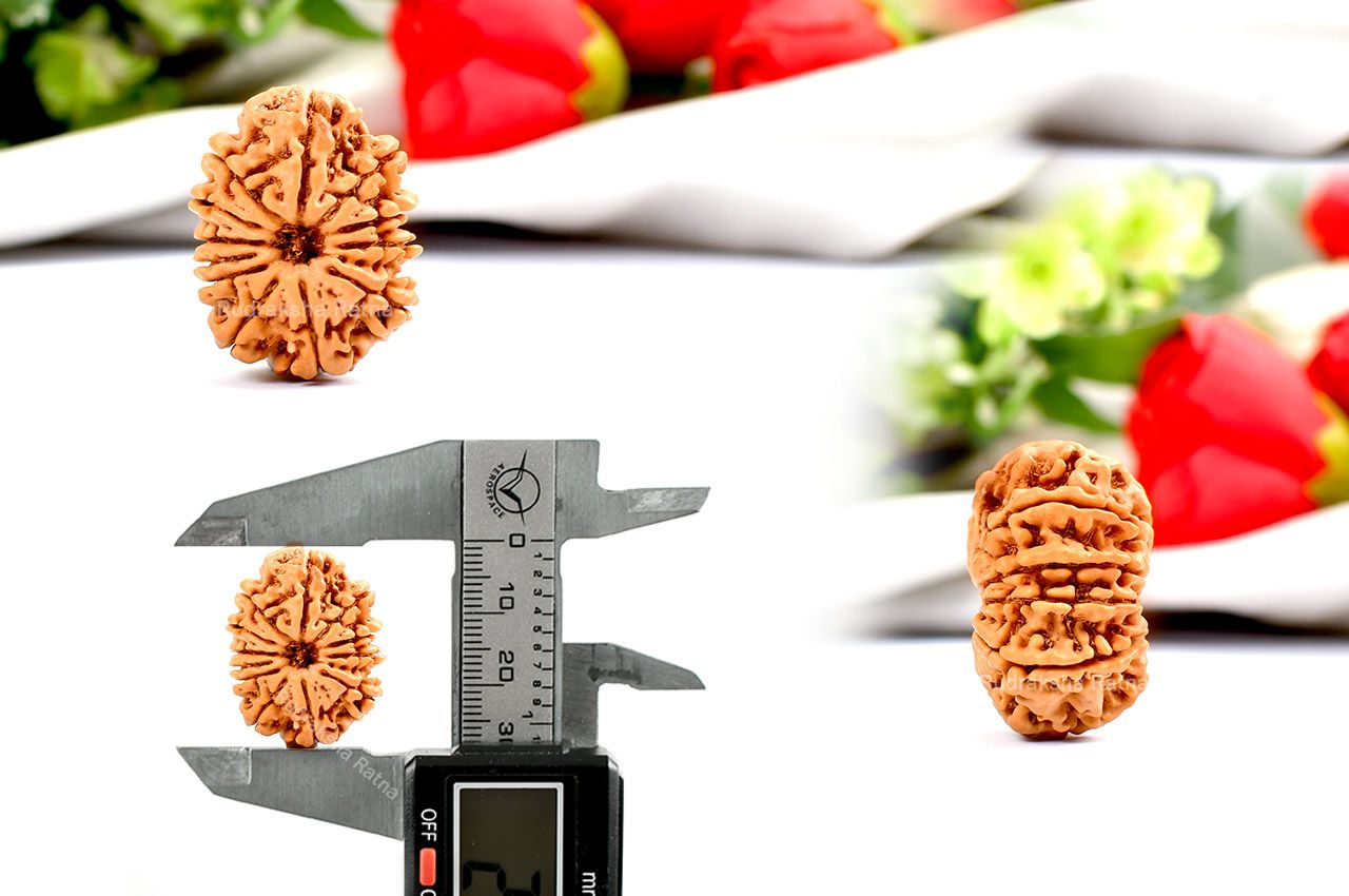 Twelve Mukhi from Nepal - Large - XX