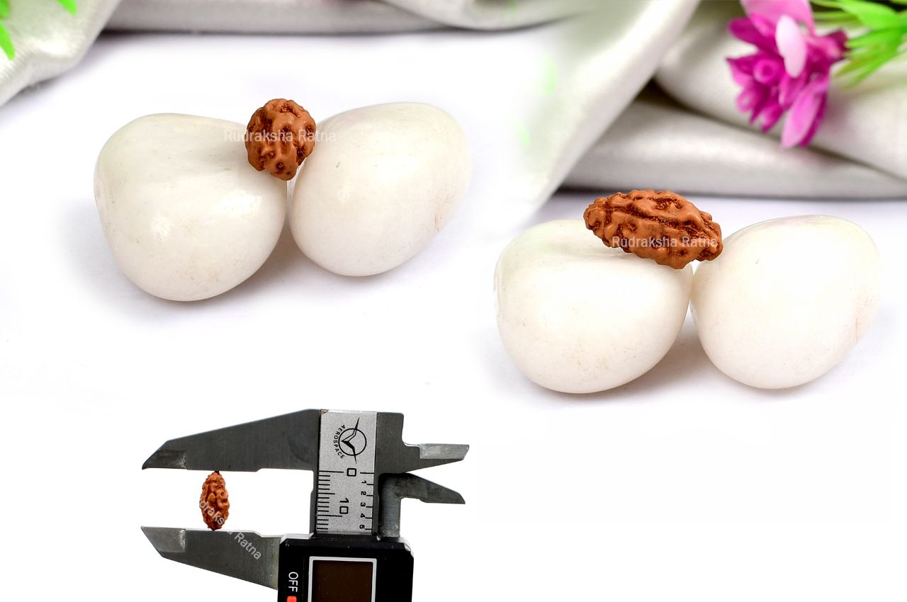 Collector One mukhi from Java Indonesia - LXV