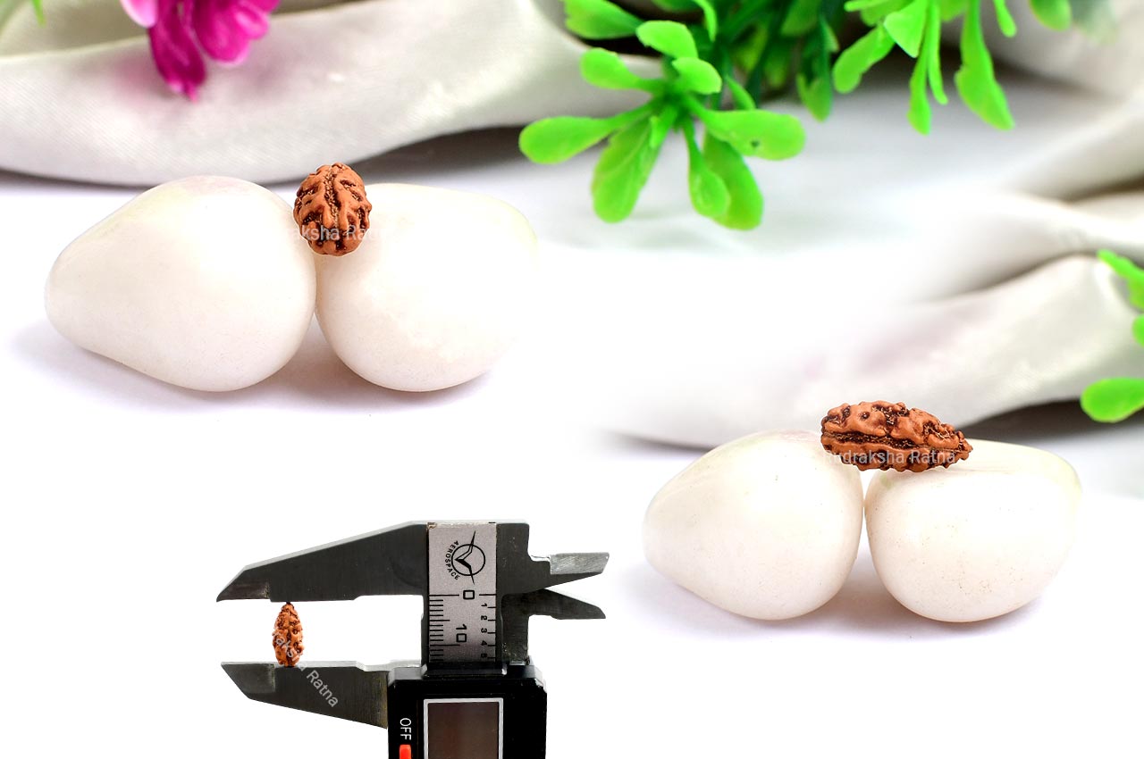 Collector One mukhi from Java - LXXVII